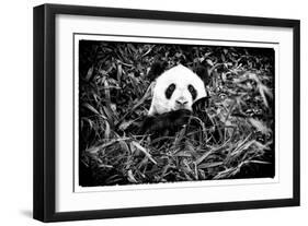 China 10MKm2 Collection - Giant Panda-Philippe Hugonnard-Framed Photographic Print