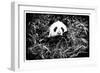 China 10MKm2 Collection - Giant Panda-Philippe Hugonnard-Framed Photographic Print