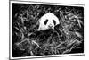 China 10MKm2 Collection - Giant Panda-Philippe Hugonnard-Mounted Photographic Print