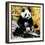 China 10MKm2 Collection - Giant Panda-Philippe Hugonnard-Framed Photographic Print