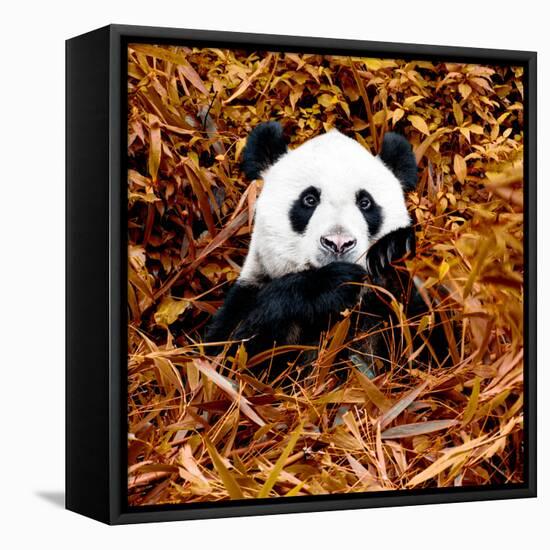 China 10MKm2 Collection - Giant Panda-Philippe Hugonnard-Framed Stretched Canvas