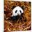 China 10MKm2 Collection - Giant Panda-Philippe Hugonnard-Mounted Photographic Print