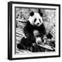 China 10MKm2 Collection - Giant Panda-Philippe Hugonnard-Framed Photographic Print