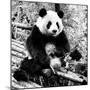 China 10MKm2 Collection - Giant Panda-Philippe Hugonnard-Mounted Photographic Print