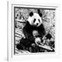 China 10MKm2 Collection - Giant Panda-Philippe Hugonnard-Framed Photographic Print