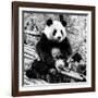 China 10MKm2 Collection - Giant Panda-Philippe Hugonnard-Framed Photographic Print