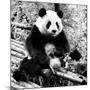 China 10MKm2 Collection - Giant Panda-Philippe Hugonnard-Mounted Photographic Print