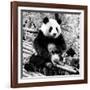 China 10MKm2 Collection - Giant Panda-Philippe Hugonnard-Framed Photographic Print