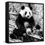 China 10MKm2 Collection - Giant Panda-Philippe Hugonnard-Framed Stretched Canvas