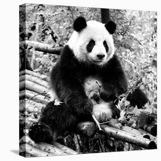 China 10MKm2 Collection - Giant Panda-Philippe Hugonnard-Stretched Canvas