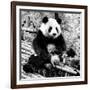 China 10MKm2 Collection - Giant Panda-Philippe Hugonnard-Framed Photographic Print