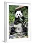 China 10MKm2 Collection - Giant Panda-Philippe Hugonnard-Framed Photographic Print