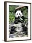 China 10MKm2 Collection - Giant Panda-Philippe Hugonnard-Framed Photographic Print