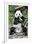 China 10MKm2 Collection - Giant Panda-Philippe Hugonnard-Framed Photographic Print