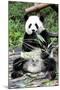 China 10MKm2 Collection - Giant Panda-Philippe Hugonnard-Mounted Photographic Print