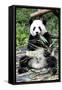 China 10MKm2 Collection - Giant Panda-Philippe Hugonnard-Framed Stretched Canvas