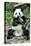 China 10MKm2 Collection - Giant Panda-Philippe Hugonnard-Stretched Canvas