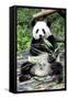 China 10MKm2 Collection - Giant Panda-Philippe Hugonnard-Framed Stretched Canvas