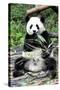 China 10MKm2 Collection - Giant Panda-Philippe Hugonnard-Stretched Canvas