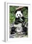 China 10MKm2 Collection - Giant Panda-Philippe Hugonnard-Framed Photographic Print