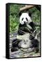 China 10MKm2 Collection - Giant Panda-Philippe Hugonnard-Framed Stretched Canvas