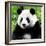 China 10MKm2 Collection - Giant Panda-Philippe Hugonnard-Framed Photographic Print