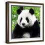 China 10MKm2 Collection - Giant Panda-Philippe Hugonnard-Framed Photographic Print