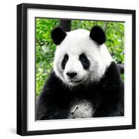 China 10MKm2 Collection - Giant Panda-Philippe Hugonnard-Framed Photographic Print