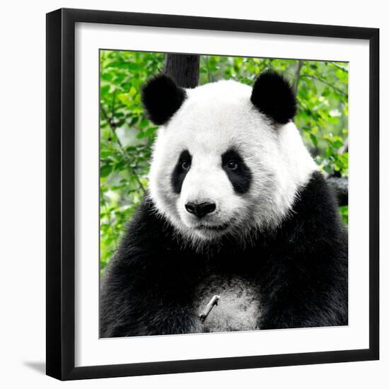 China 10MKm2 Collection - Giant Panda-Philippe Hugonnard-Framed Photographic Print