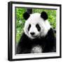 China 10MKm2 Collection - Giant Panda-Philippe Hugonnard-Framed Photographic Print