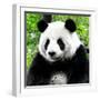 China 10MKm2 Collection - Giant Panda-Philippe Hugonnard-Framed Photographic Print