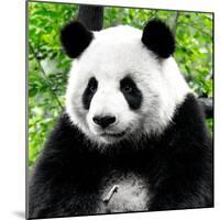 China 10MKm2 Collection - Giant Panda-Philippe Hugonnard-Mounted Photographic Print