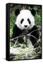 China 10MKm2 Collection - Giant Panda-Philippe Hugonnard-Framed Stretched Canvas