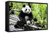 China 10MKm2 Collection - Giant Panda-Philippe Hugonnard-Framed Stretched Canvas