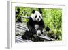 China 10MKm2 Collection - Giant Panda-Philippe Hugonnard-Framed Photographic Print