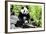 China 10MKm2 Collection - Giant Panda-Philippe Hugonnard-Framed Photographic Print