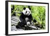 China 10MKm2 Collection - Giant Panda-Philippe Hugonnard-Framed Photographic Print