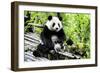 China 10MKm2 Collection - Giant Panda-Philippe Hugonnard-Framed Photographic Print