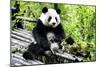 China 10MKm2 Collection - Giant Panda-Philippe Hugonnard-Mounted Photographic Print