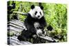 China 10MKm2 Collection - Giant Panda-Philippe Hugonnard-Stretched Canvas