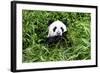 China 10MKm2 Collection - Giant Panda-Philippe Hugonnard-Framed Photographic Print