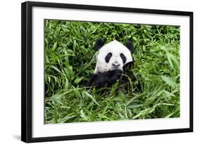 China 10MKm2 Collection - Giant Panda-Philippe Hugonnard-Framed Photographic Print