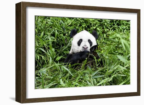 China 10MKm2 Collection - Giant Panda-Philippe Hugonnard-Framed Photographic Print