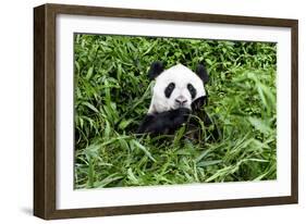 China 10MKm2 Collection - Giant Panda-Philippe Hugonnard-Framed Photographic Print