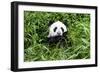 China 10MKm2 Collection - Giant Panda-Philippe Hugonnard-Framed Photographic Print