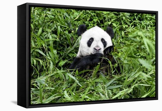 China 10MKm2 Collection - Giant Panda-Philippe Hugonnard-Framed Stretched Canvas