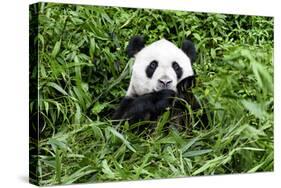 China 10MKm2 Collection - Giant Panda-Philippe Hugonnard-Stretched Canvas