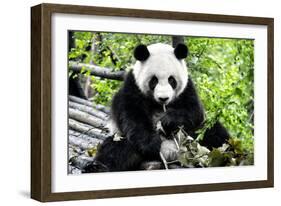 China 10MKm2 Collection - Giant Panda-Philippe Hugonnard-Framed Photographic Print