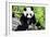 China 10MKm2 Collection - Giant Panda-Philippe Hugonnard-Framed Photographic Print