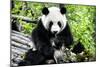 China 10MKm2 Collection - Giant Panda-Philippe Hugonnard-Mounted Photographic Print